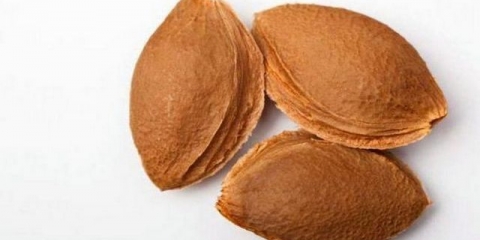 Kako uzgajati kajsiju iz sjemenke